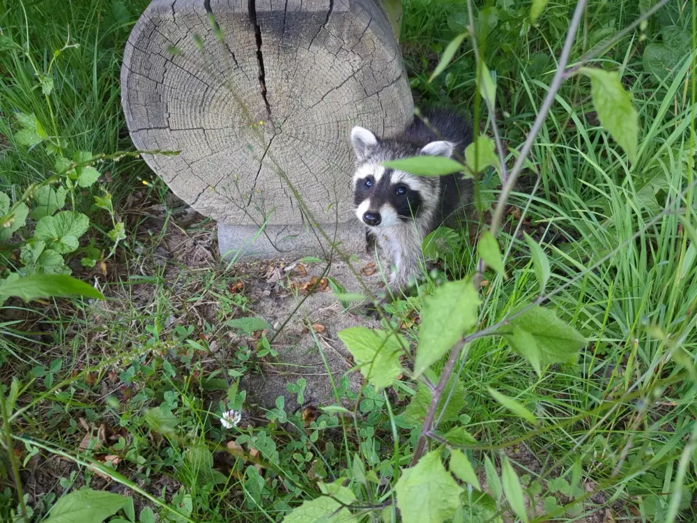 Waschbär